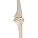 Image 5 - HUMAN SKELETON OF LEG WITH FOOT, WIRE MOUNTED - 3B SMART ANATOMY