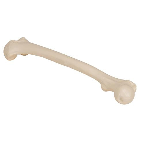 Image 3 - HUMAN FEMUR - 3B SMART ANATOMY