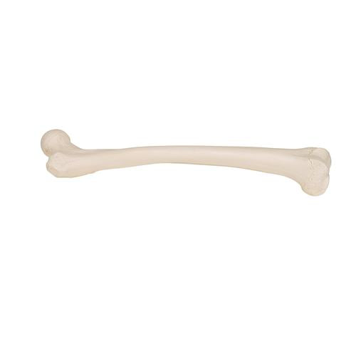 Image 4 - HUMAN FEMUR - 3B SMART ANATOMY