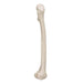 Image 6 - HUMAN FEMUR - 3B SMART ANATOMY