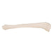 Image 5 - HUMAN TIBIA MODEL- 3B SMART ANATOMY