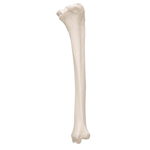 Image 6 - HUMAN TIBIA MODEL- 3B SMART ANATOMY