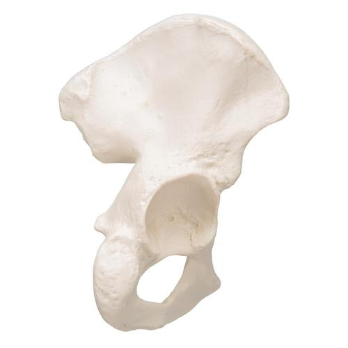 Image 3 - HUMAN HIP BONE MODEL - 3B SMART ANATOMY