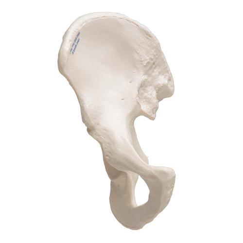 Image 4 - HUMAN HIP BONE MODEL - 3B SMART ANATOMY