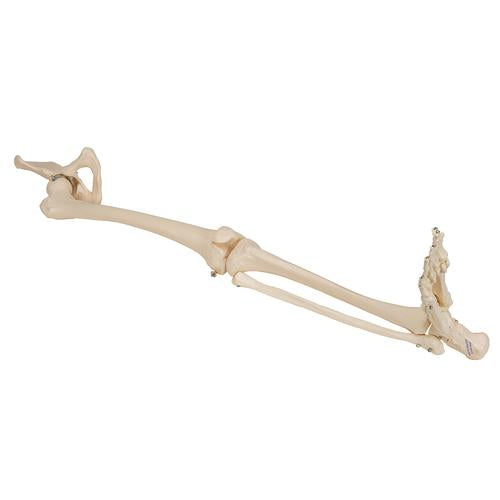 Image 3 - HUMAN LEG SKELETON MODEL WITH HIP BONE - 3B SMART ANATOMY