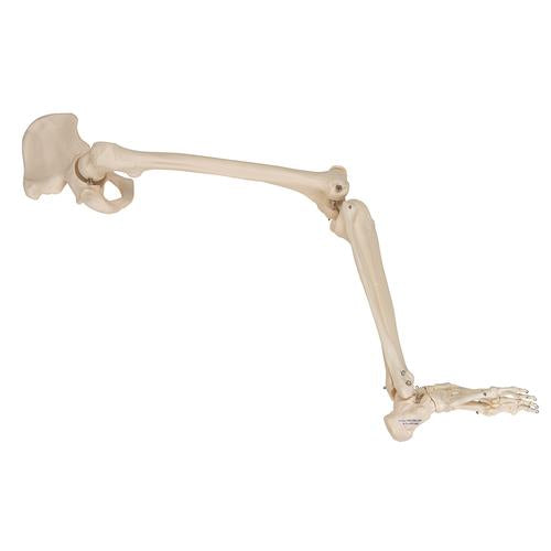 Image 4 - HUMAN LEG SKELETON MODEL WITH HIP BONE - 3B SMART ANATOMY