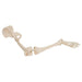 Image 5 - HUMAN LEG SKELETON MODEL WITH HIP BONE - 3B SMART ANATOMY