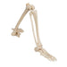 Image 6 - HUMAN LEG SKELETON MODEL WITH HIP BONE - 3B SMART ANATOMY