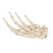 Image 3 - HUMAN HAND SKELETON MODEL, WIRE MOUNTED - 3B SMART ANATOMY