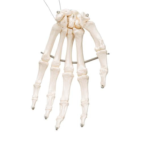 Image 4 - HUMAN HAND SKELETON MODEL, WIRE MOUNTED - 3B SMART ANATOMY