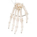 Image 4 - HUMAN HAND SKELETON MODEL, WIRE MOUNTED - 3B SMART ANATOMY