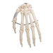 Image 5 - HUMAN HAND SKELETON MODEL, WIRE MOUNTED - 3B SMART ANATOMY