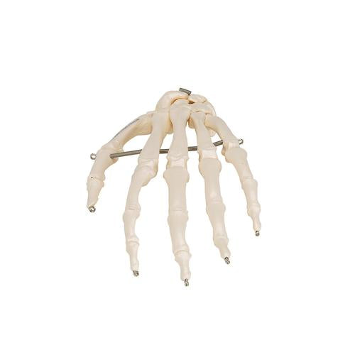 Image 6 - HUMAN HAND SKELETON MODEL, WIRE MOUNTED - 3B SMART ANATOMY