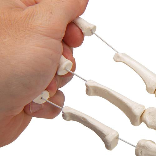 Image 4 - HUMAN HAND SKELETON MODEL, LOOSELY ON NYLON STRING - 3B SMART ANATOMY