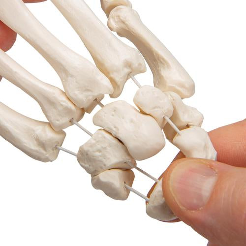 Image 5 - HUMAN HAND SKELETON MODEL, LOOSELY ON NYLON STRING - 3B SMART ANATOMY