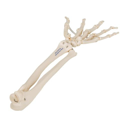 Image 3 - HUMAN HAND SKELETON MODEL WITH ULNA & RADIUS, ELASTIC MOUNTED STRING - 3B SMART ANATOMY