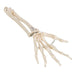 Image 4 - HUMAN HAND SKELETON MODEL WITH ULNA & RADIUS, ELASTIC MOUNTED STRING - 3B SMART ANATOMY