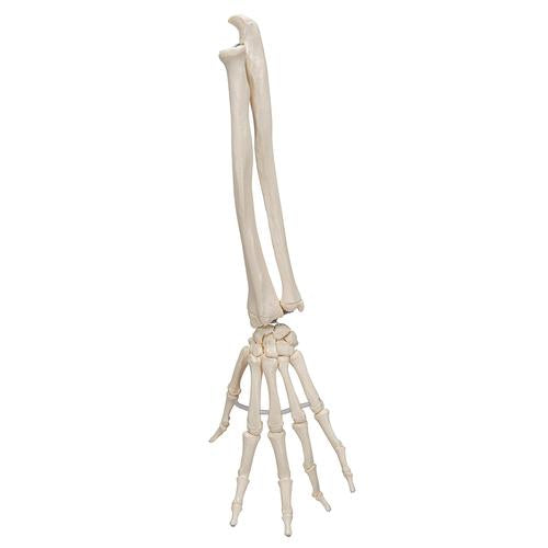 Image 5 - HUMAN HAND SKELETON MODEL WITH ULNA & RADIUS, ELASTIC MOUNTED STRING - 3B SMART ANATOMY