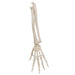 Image 5 - HUMAN HAND SKELETON MODEL WITH ULNA & RADIUS, ELASTIC MOUNTED STRING - 3B SMART ANATOMY