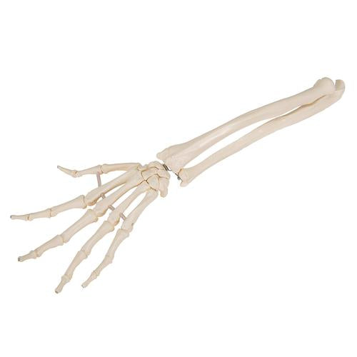 Image 6 - HUMAN HAND SKELETON MODEL WITH ULNA & RADIUS, ELASTIC MOUNTED STRING - 3B SMART ANATOMY