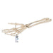 Image 3 - HUMAN HAND SKELETON MODEL WITH ULNA & RADIUS, WIRE MOUNTED - 3B SMART ANATOMY