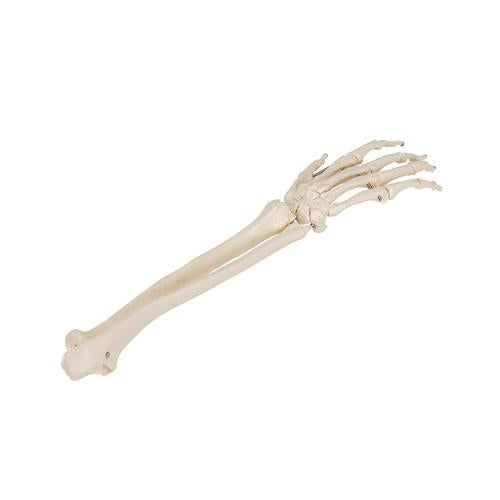 Image 4 - HUMAN HAND SKELETON MODEL WITH ULNA & RADIUS, WIRE MOUNTED - 3B SMART ANATOMY