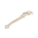 Image 4 - HUMAN HAND SKELETON MODEL WITH ULNA & RADIUS, WIRE MOUNTED - 3B SMART ANATOMY