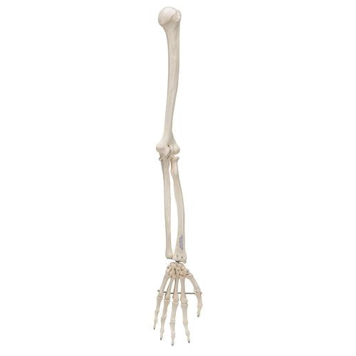 Image 3 - HUMAN ARM SKELETON MODEL, WIRE MOUNTED - 3B SMART ANATOMY