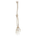 Image 3 - HUMAN ARM SKELETON MODEL, WIRE MOUNTED - 3B SMART ANATOMY