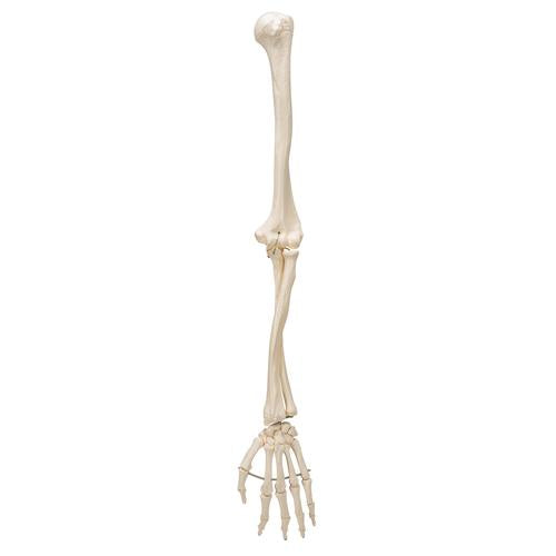 Image 4 - HUMAN ARM SKELETON MODEL, WIRE MOUNTED - 3B SMART ANATOMY