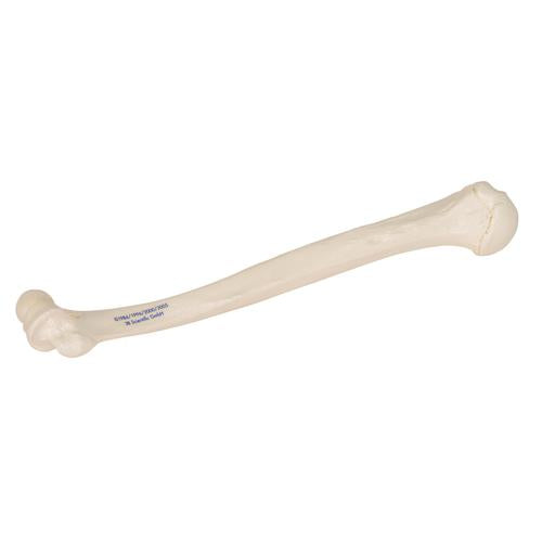 Image 3 - HUMAN HUMERUS MODEL - 3B SMART ANATOMY