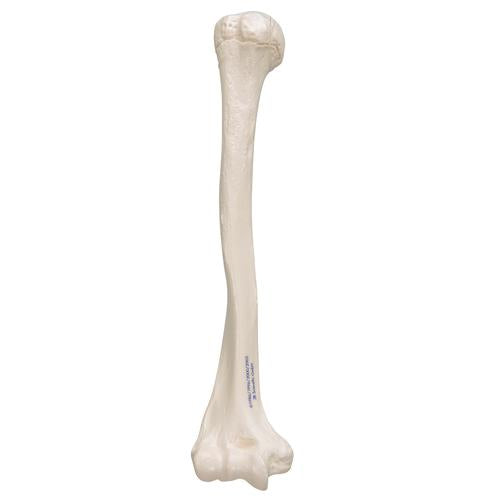 Image 4 - HUMAN HUMERUS MODEL - 3B SMART ANATOMY