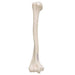 Image 4 - HUMAN HUMERUS MODEL - 3B SMART ANATOMY