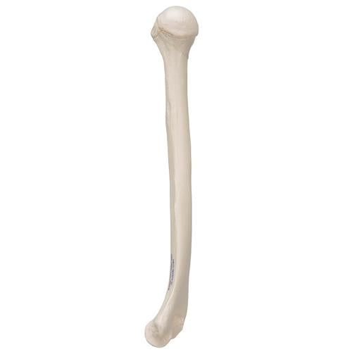 Image 5 - HUMAN HUMERUS MODEL - 3B SMART ANATOMY