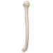 Image 5 - HUMAN HUMERUS MODEL - 3B SMART ANATOMY