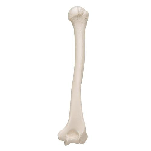 Image 6 - HUMAN HUMERUS MODEL - 3B SMART ANATOMY