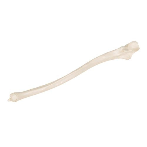 Image 3 - HUMAN ULNA MODEL - 3B SMART ANATOMY