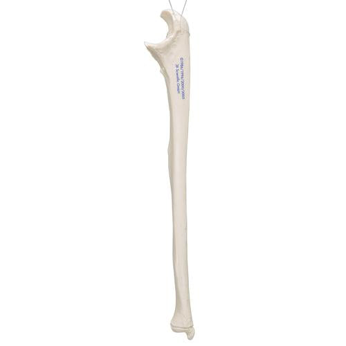 Image 4 - HUMAN ULNA MODEL - 3B SMART ANATOMY