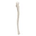 Image 5 - HUMAN ULNA MODEL - 3B SMART ANATOMY