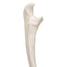 Image 6 - HUMAN ULNA MODEL - 3B SMART ANATOMY