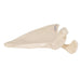 Image 3 - HUMAN SCAPULA MODEL - 3B SMART ANATOMY