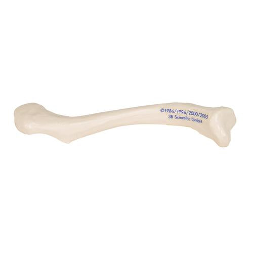 Image 5 - HUMAN CLAVICLE MODEL - 3B SMART ANATOMY