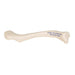 Image 5 - HUMAN CLAVICLE MODEL - 3B SMART ANATOMY