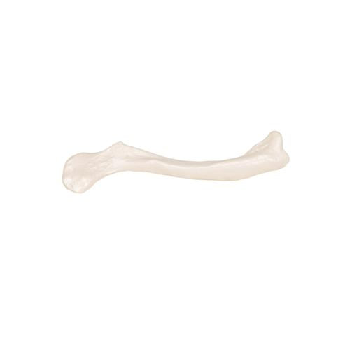 Image 6 - HUMAN CLAVICLE MODEL - 3B SMART ANATOMY