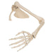 Image 3 - HUMAN ARM SKELETON MODEL WITH SCAPULA & CLAVICLE - 3B SMART ANATOMY