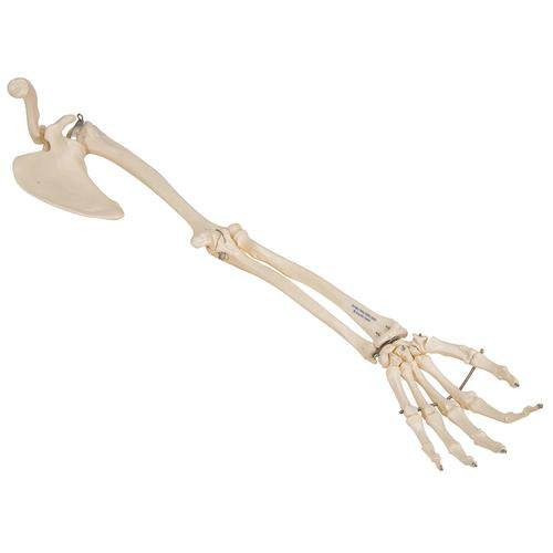 Image 4 - HUMAN ARM SKELETON MODEL WITH SCAPULA & CLAVICLE - 3B SMART ANATOMY