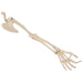 Image 4 - HUMAN ARM SKELETON MODEL WITH SCAPULA & CLAVICLE - 3B SMART ANATOMY