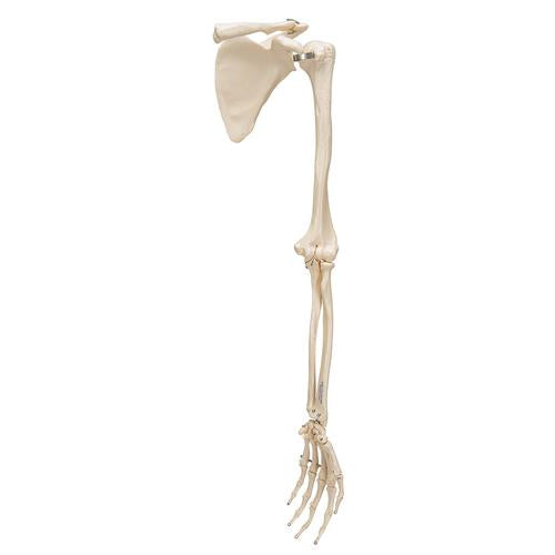 Image 5 - HUMAN ARM SKELETON MODEL WITH SCAPULA & CLAVICLE - 3B SMART ANATOMY