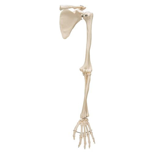 Image 6 - HUMAN ARM SKELETON MODEL WITH SCAPULA & CLAVICLE - 3B SMART ANATOMY