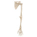 Image 6 - HUMAN ARM SKELETON MODEL WITH SCAPULA & CLAVICLE - 3B SMART ANATOMY